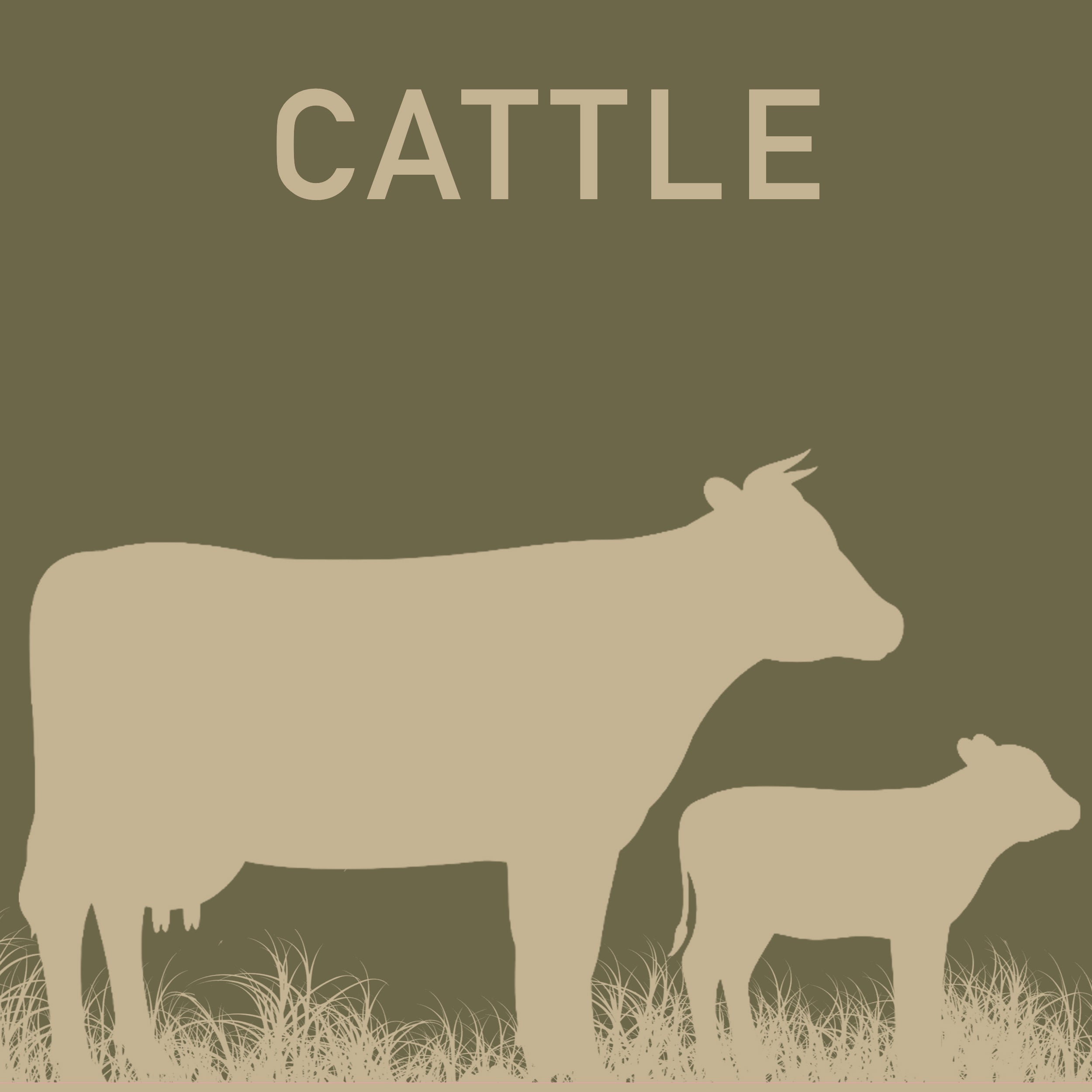 CATTLE