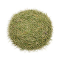 Grassy Alfalfa