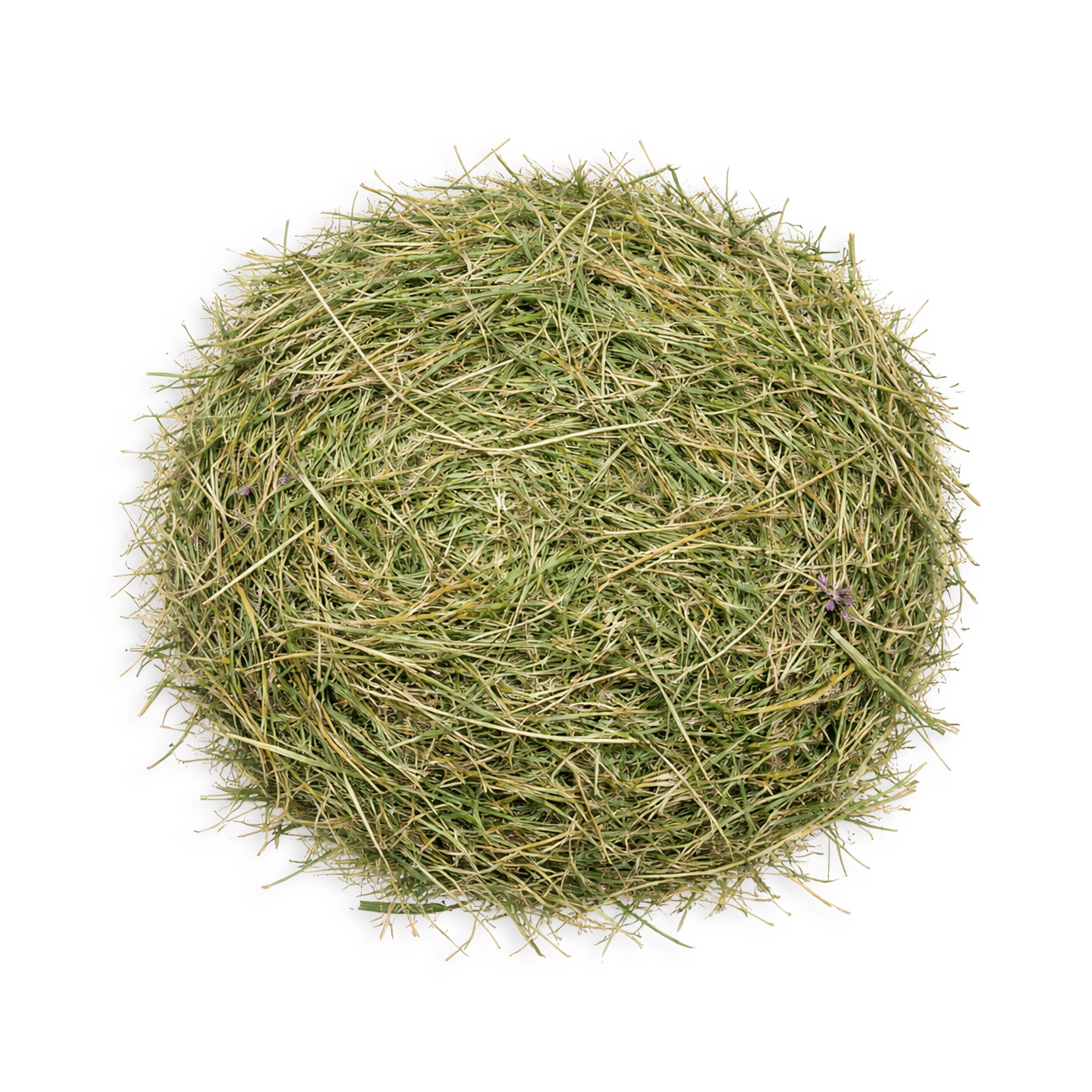 Grassy Alfalfa