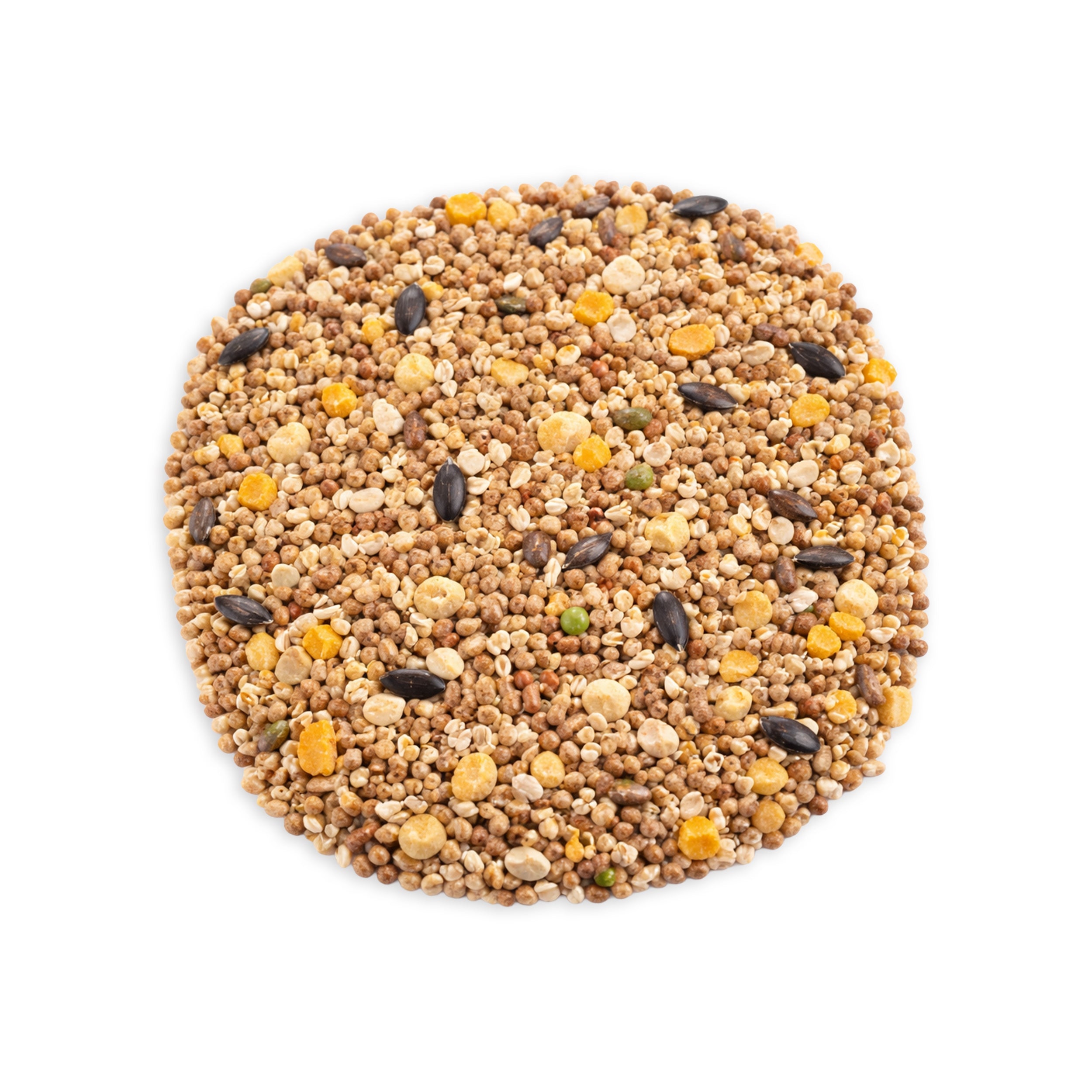 Calexico/Rooster Mix